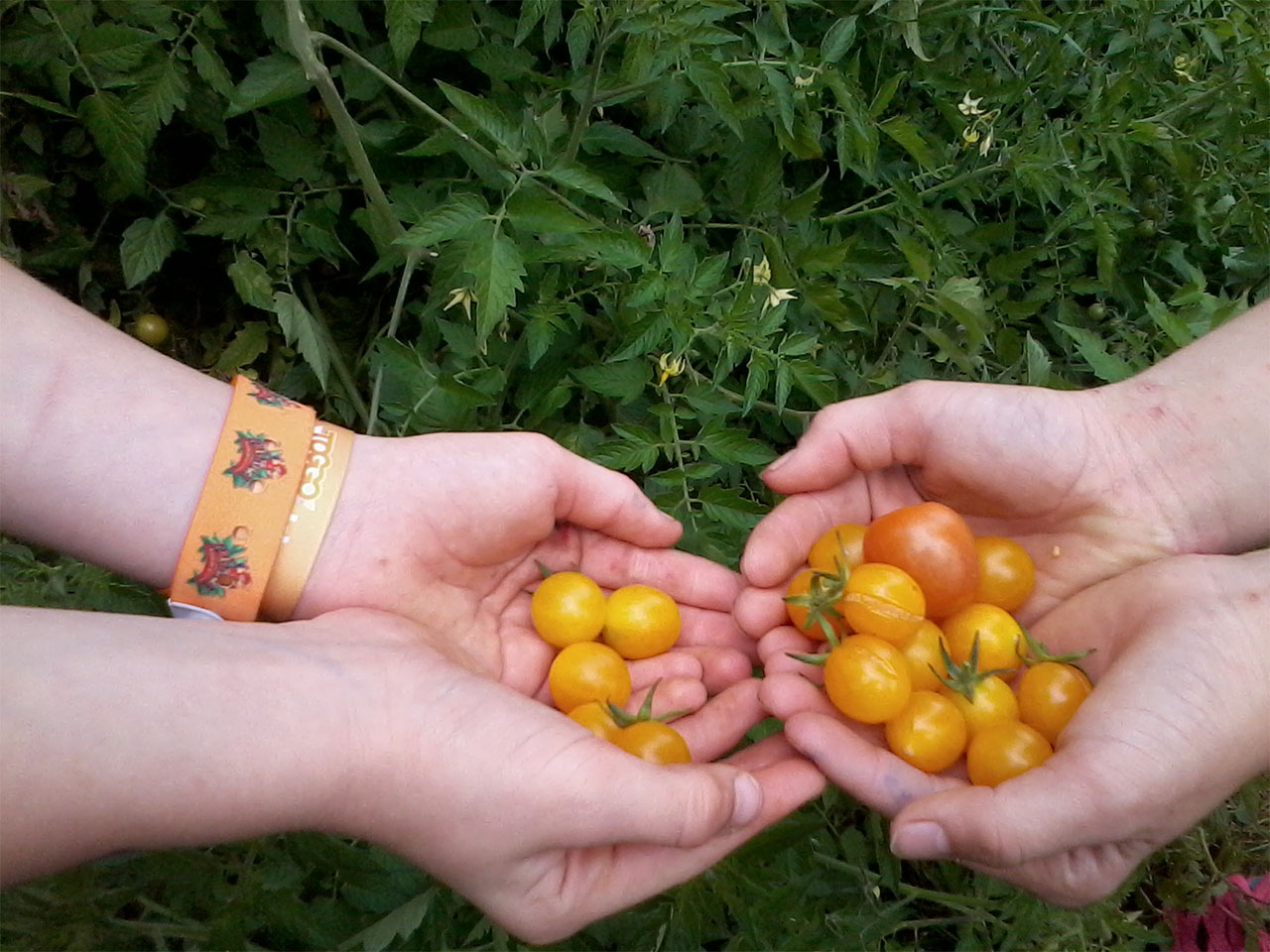 foto0039 0019 foto0215